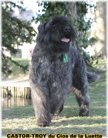 bouvier des flandres du clos de la luette - copyright d&eacute;pos&eacute;